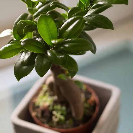 Апартаменты Hideaway Penthouse *